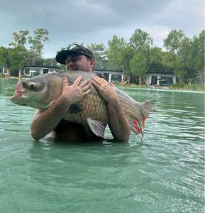 Siamese Giant Carp