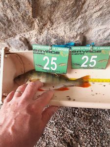 European Perch