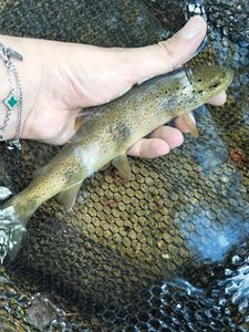 Brown Trout
