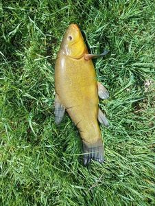 Tench