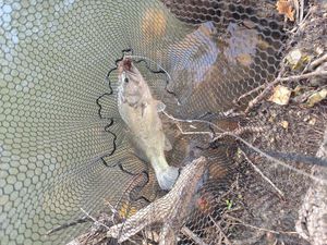 Largemouth Bass