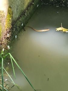 Vipère d'eau