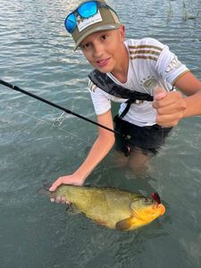 Tench