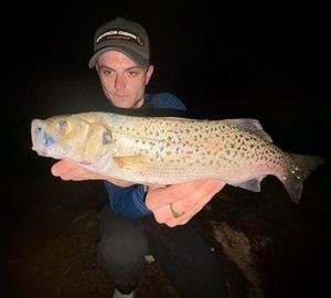 Spotted Seabass