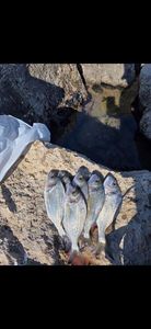 Fork-Tailed Threadfin Bream