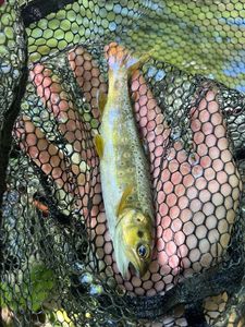 Brown Trout