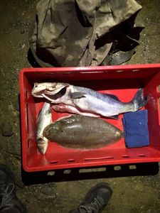 European Bass (Seabass)