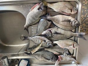 Black Seabream