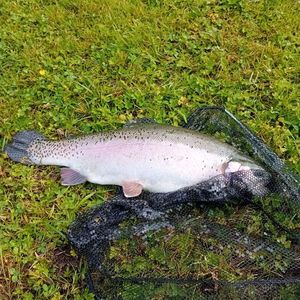 Lake Trout