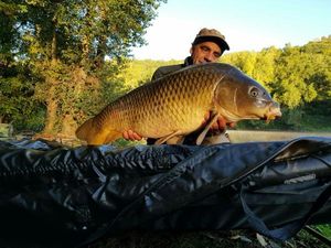 Common Carp