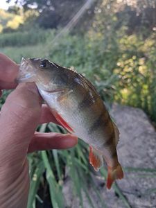 European Perch