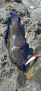 Bluespotted seabass