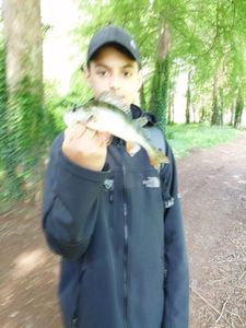 European Perch
