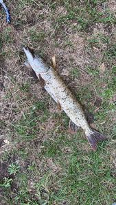 Northern Pike