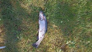 Rainbow Trout