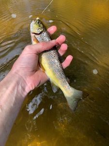 Brown Trout