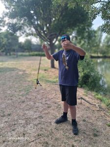 Green Sunfish