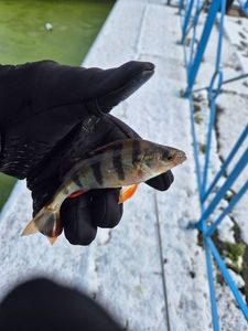 European Perch