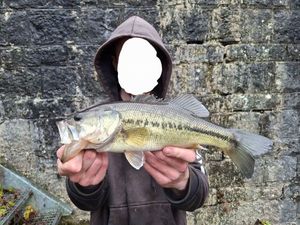 Largemouth Bass