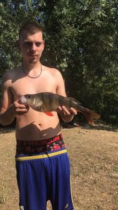 European Perch