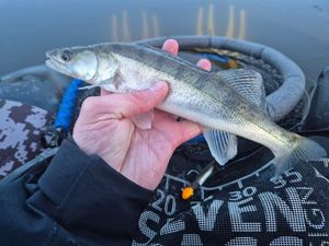 Zander