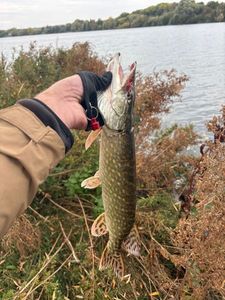 Northern Pike