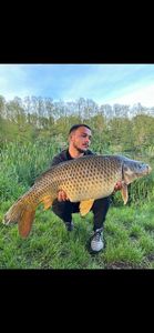 Common Carp
