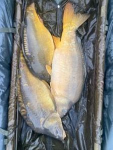 Mirror Carp