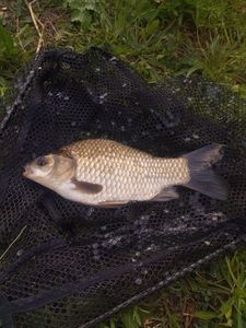 Crucian Carp