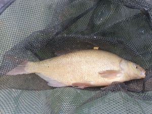 Common Bream