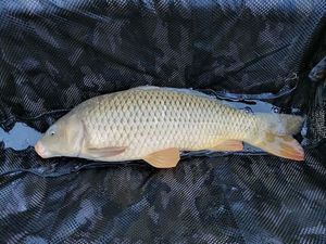 Common Carp