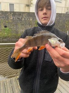 European Perch
