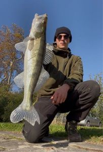 Zander
