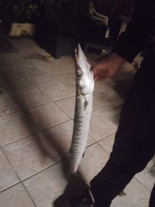 Great Barracuda