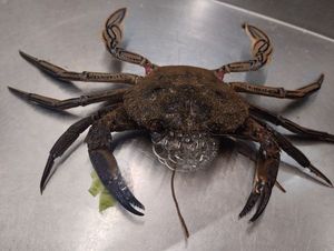Velvet Swimming Crab