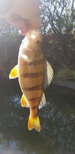 European Perch