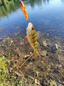 European Perch