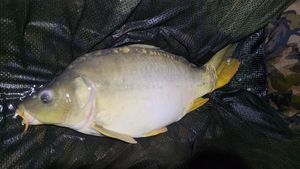 Mirror Carp