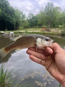 Largemouth Bass
