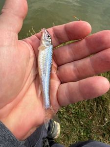 Gudgeon