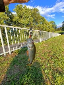 European Perch