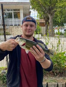 Largemouth Bass