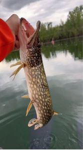 Northern Pike