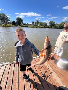 Shortnose Sturgeon