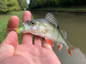 European Perch