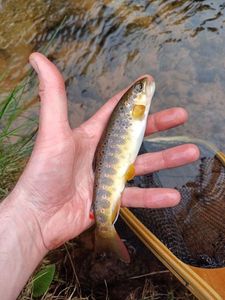 Brown Trout