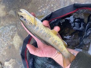 Brown Trout