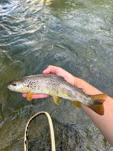 Brown Trout