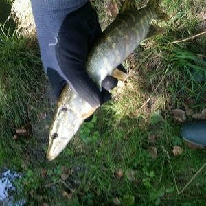 Northern Pike