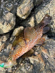 Ballan Wrasse